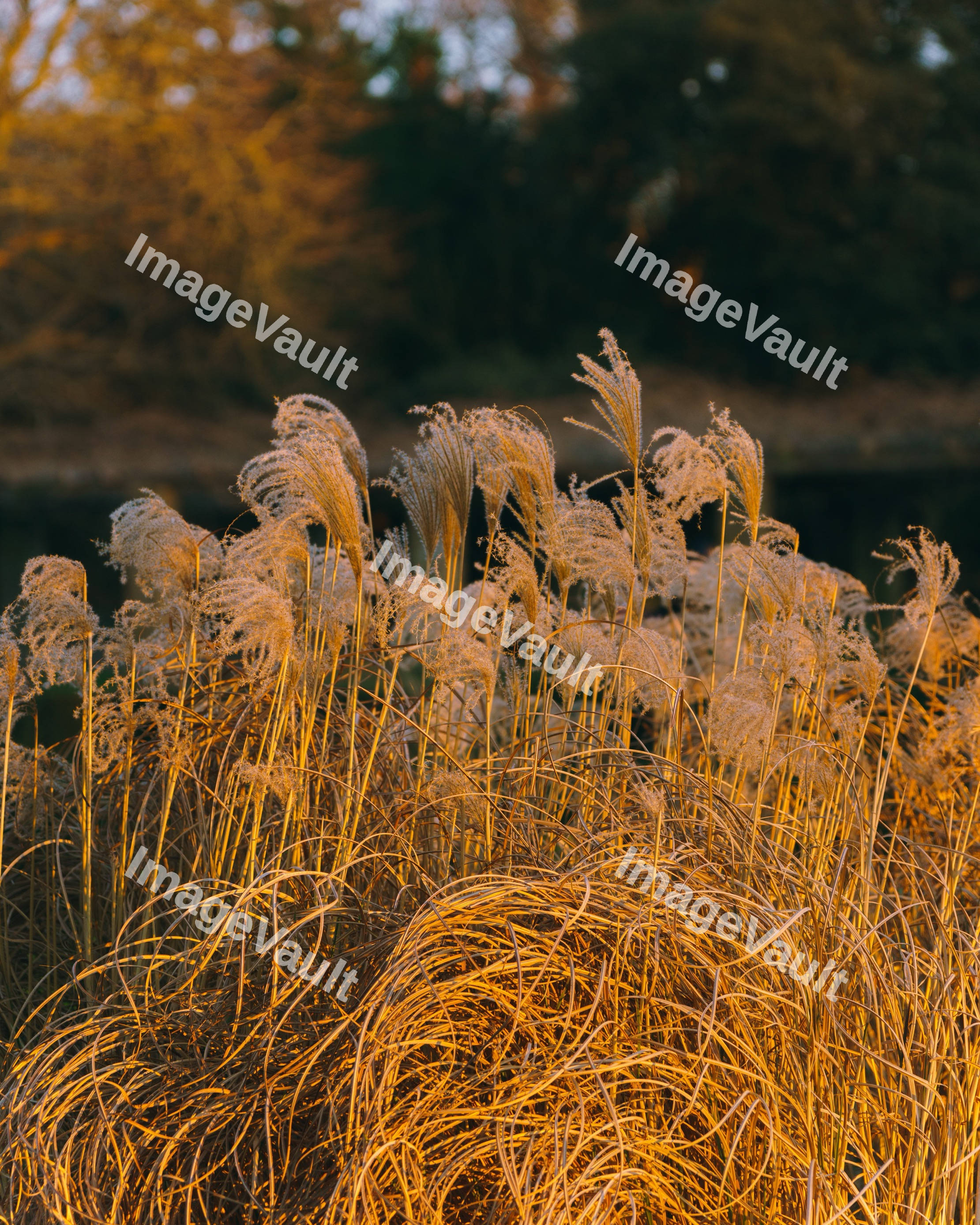 Reeds